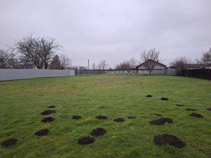 Calarasi, Ileana, str. Lalelelor,